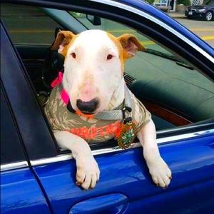 Meet your Posher, David